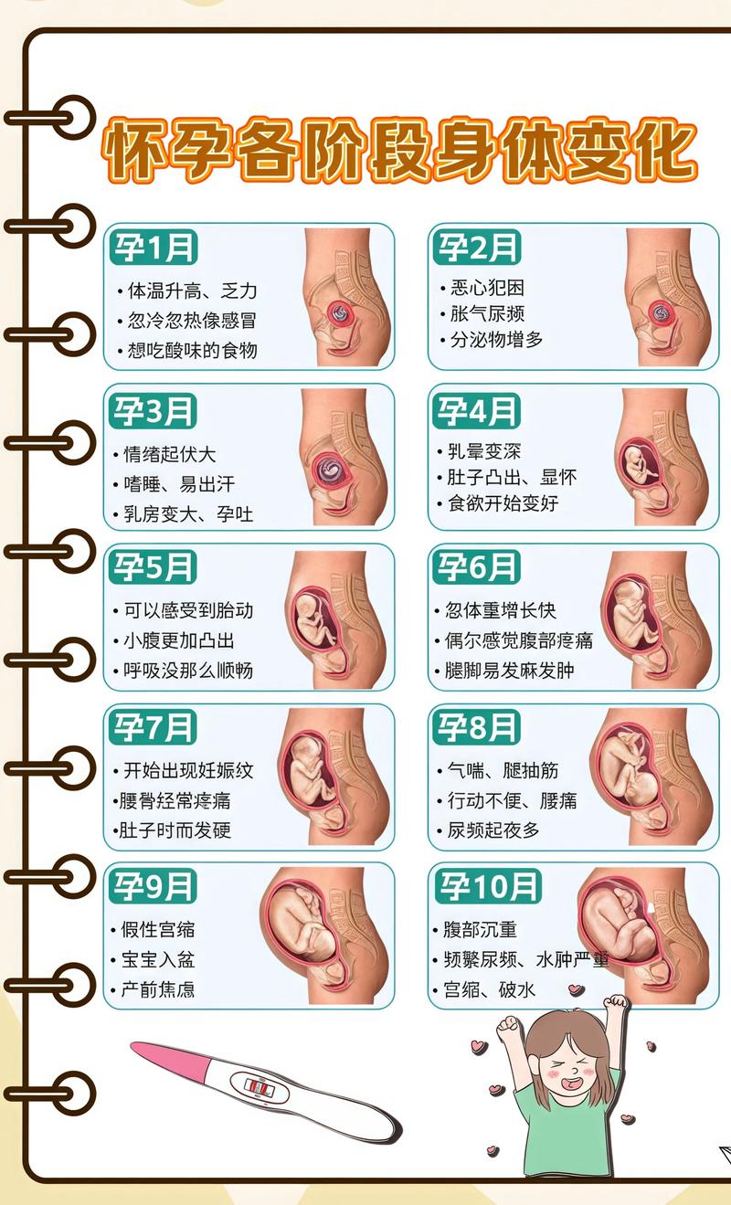 揭秘供卵代孕妈妈怀孕小腹分两节，孕期变化的奥秘连云港代生机构: